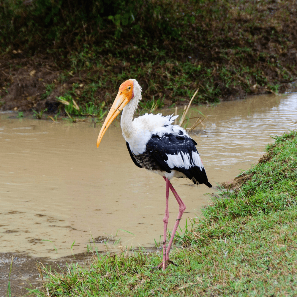 Yala National Park