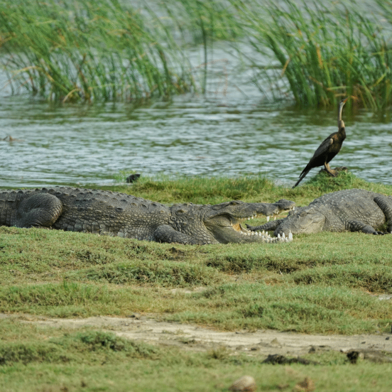 Crocodile basking on the riverbank in Yala Park