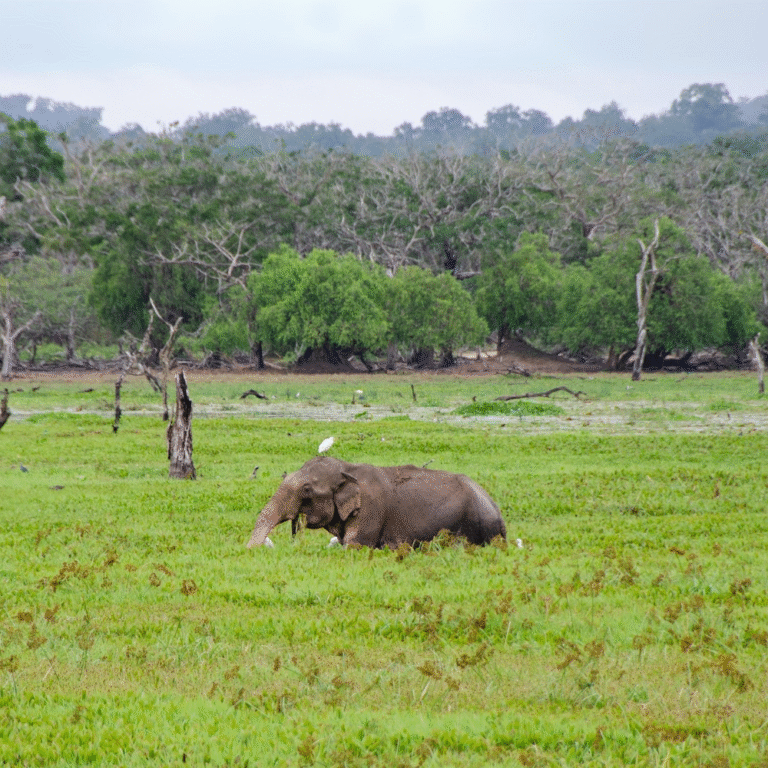 Herd of elephants walking in Yala’s open grasslands