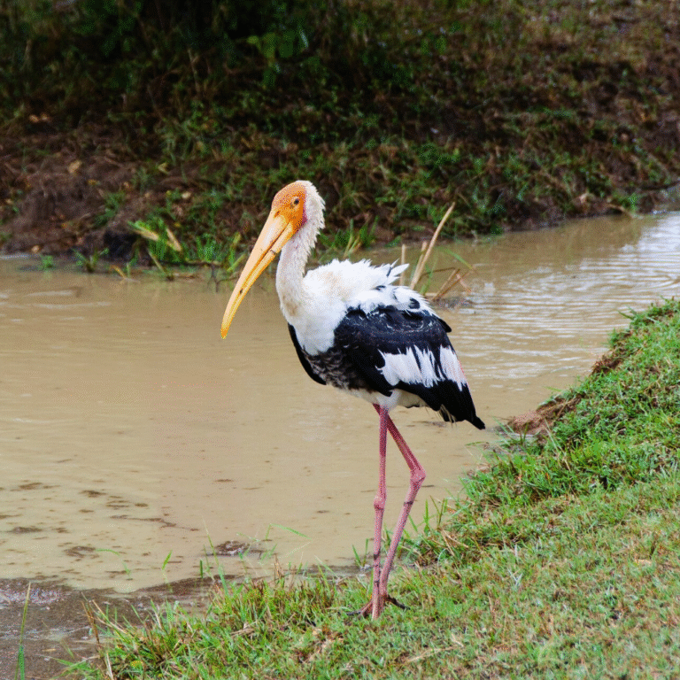 Birdwatching at Yala National Park during early morning