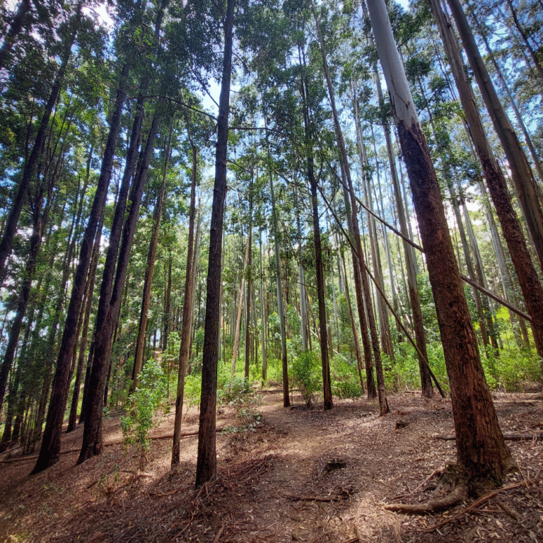 Ella Rock surrounded by lush green Sri Lankan forest