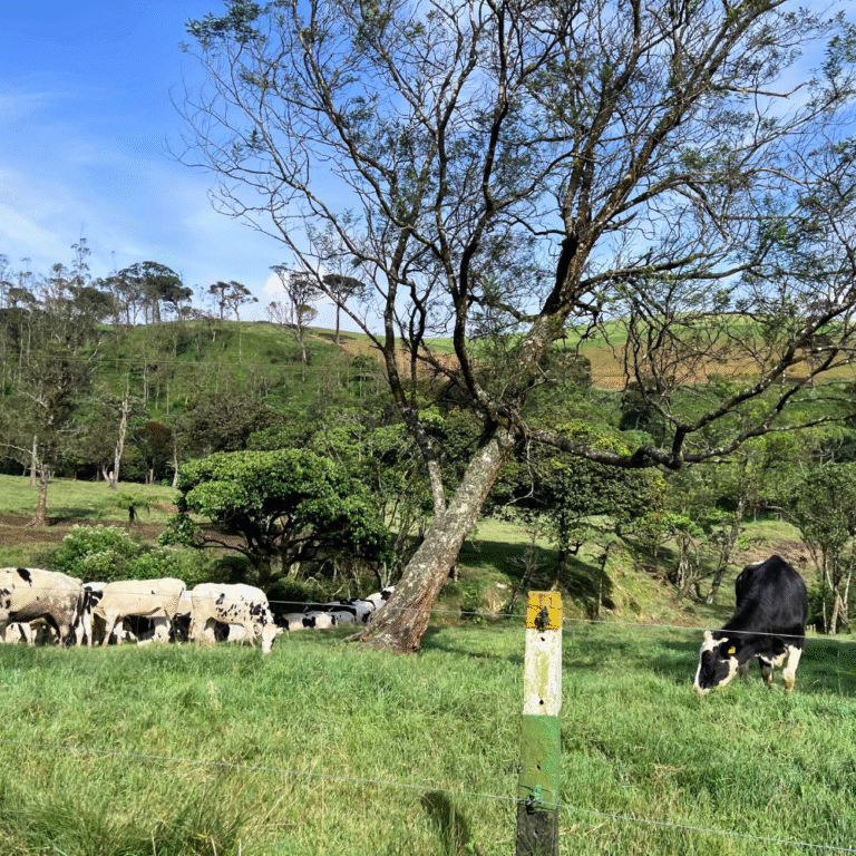 Close-up view of cows at Ambewela New Zealand farm