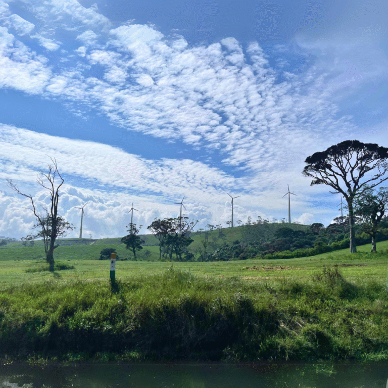 Cattle grazing at Ambewela dairy farm surrounded by foggy hills