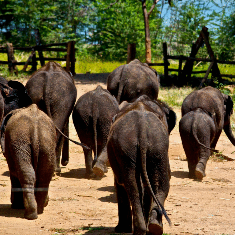 Orphaned elephants gathered during feeding time at Udawalawe sanctuary