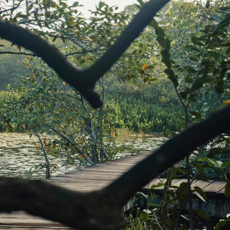 Tranquil lake inside Beddagana Wetland Park reflecting tropical trees