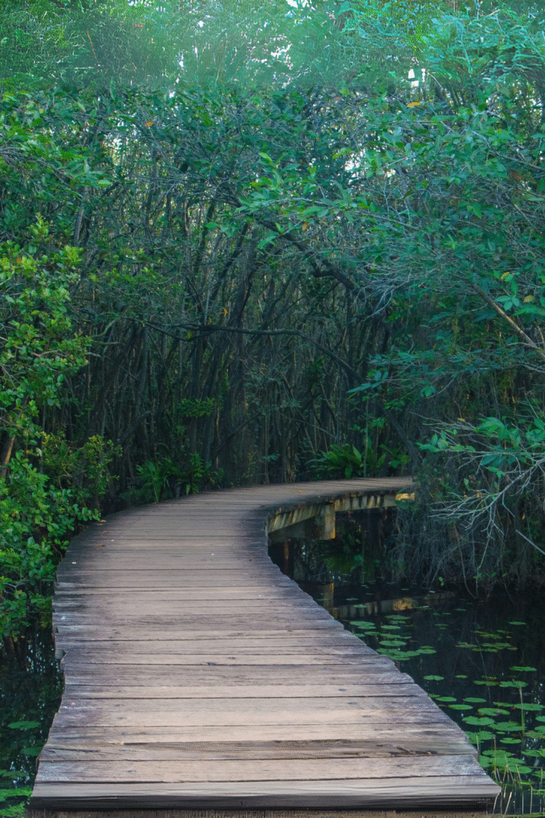 Beddagana Wetland Park boardwalk trail surrounded by lush greenery in Sri Lanka