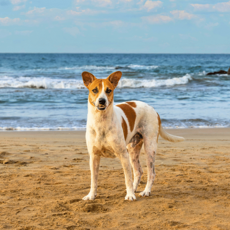 Clear blue sky over Bentota Beach, perfect for sunbathing