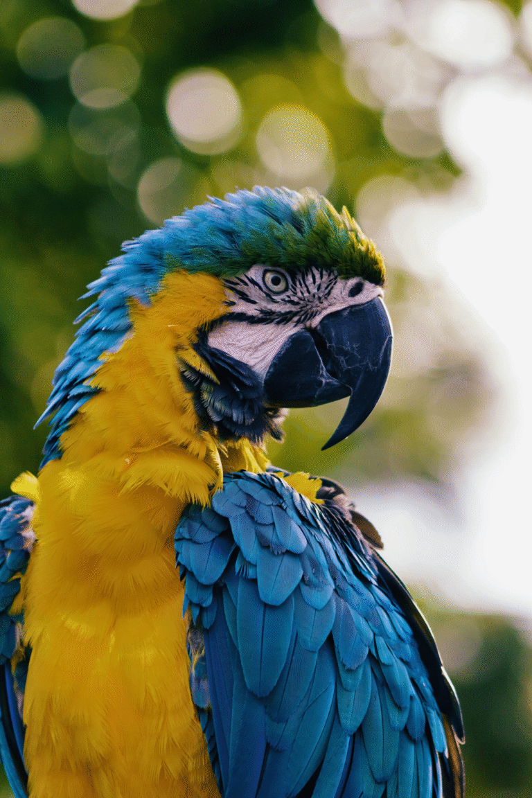 A vibrant macaw sitting on a branch at Hambantota Bird Park