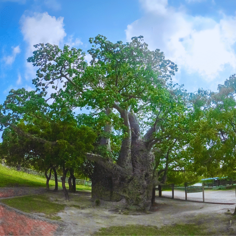 Old Baobab tree on Delft Island Jaffna