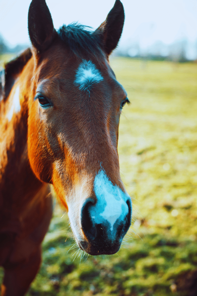 Wild horses roaming freely on Delft Island