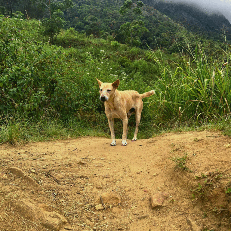 Scenic view from Ella Rock summit in Sri Lanka