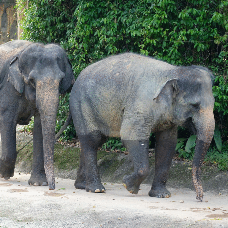 Elephant calves walking freely in the natural habitat of Udawalawe