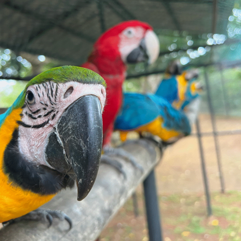 Rare and exotic birds at Hambantota’s eco-friendly bird sanctuary