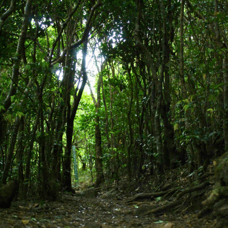 Dense forest surrounding the path to Meemure
