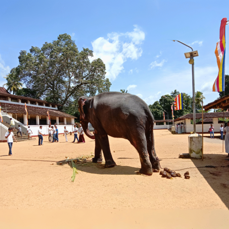 Pilgrims visiting Sri Sumana Saman Devalaya during a religious festival
