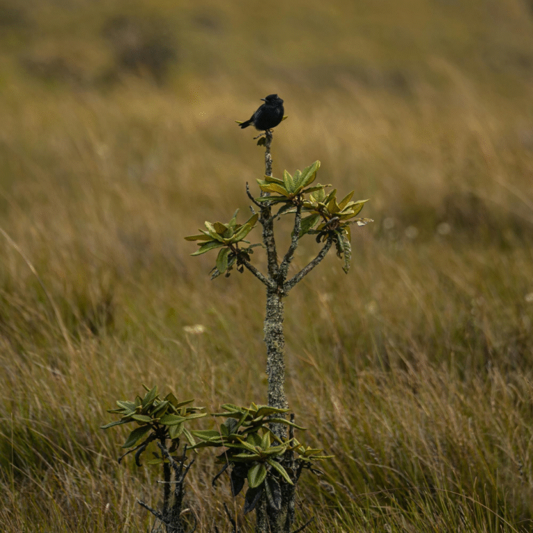Rocky trail and alpine grasslands at Horton Plains