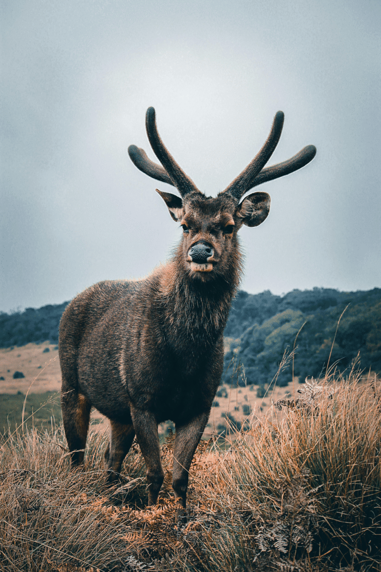 Wild Sambar deer grazing in Horton Plains grasslands
