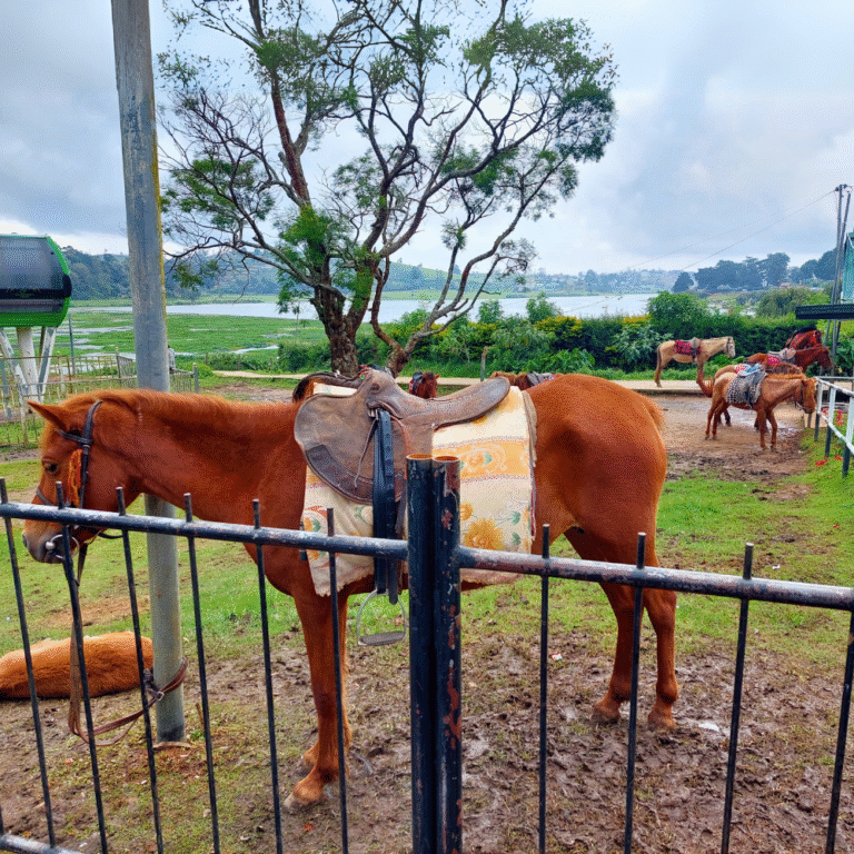 Lake Gregory in Nuwara Eliya, a serene tourist spot in Sri Lanka