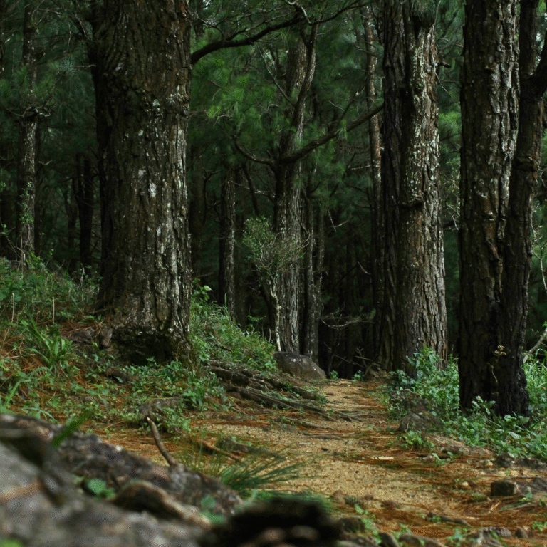 Meemure’s untouched natural beauty and greenery