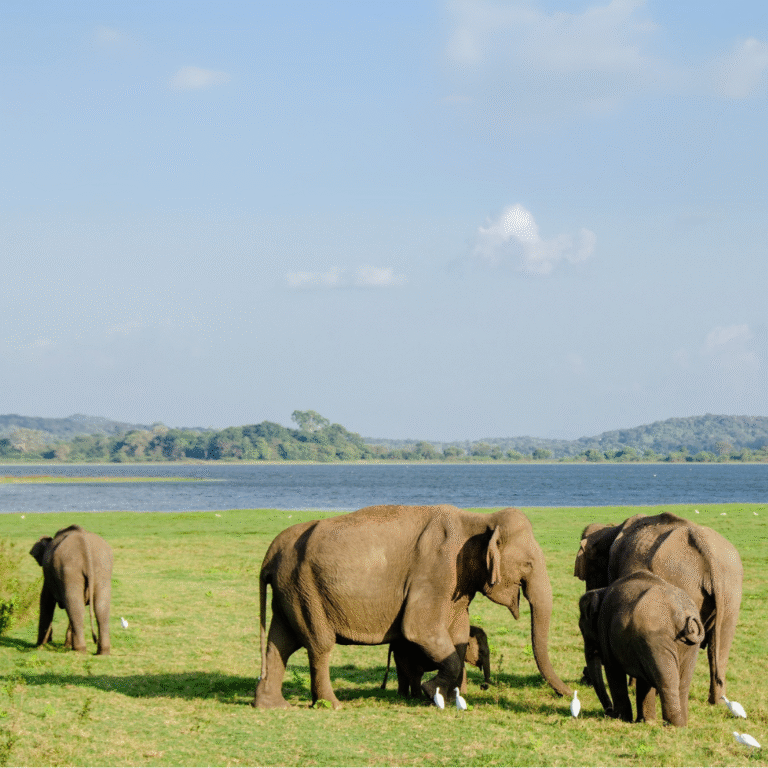 A herd of elephants during “The Gathering” in Minneriya