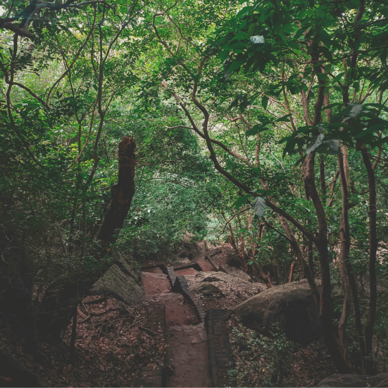 View of Pidurangala Rock trail surrounded by greenery