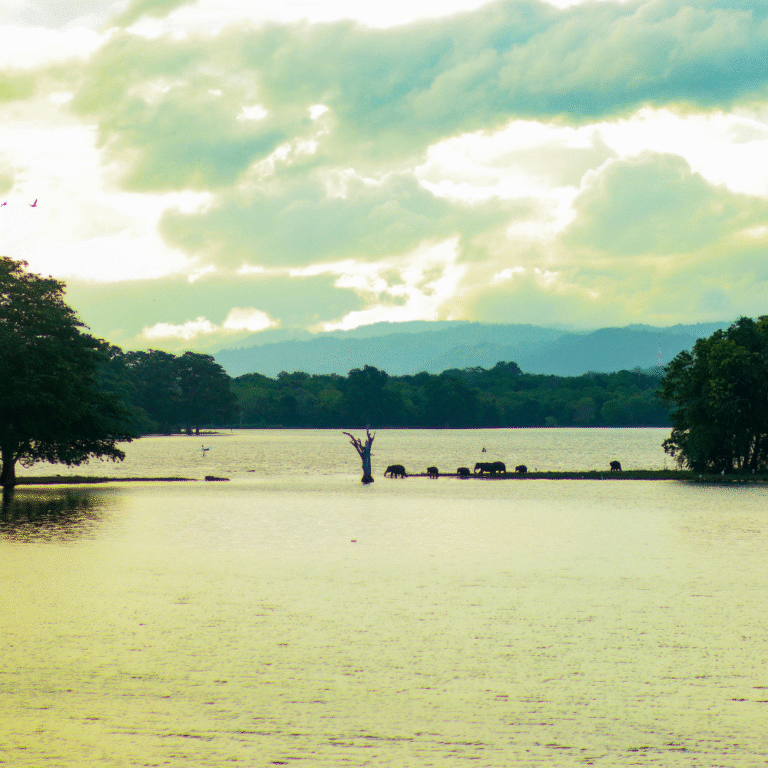 Wild elephants grazing in Udawalawe National Park, Sri Lanka