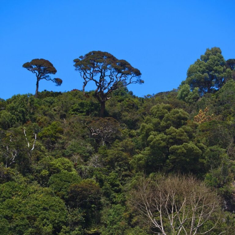 Natural landscape around Lover's Leap Waterfall Sri Lanka