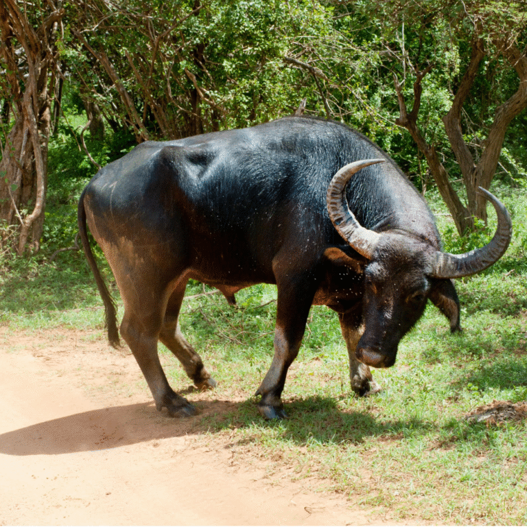 Wild buffalo and elephants coexisting in Minneriya Park