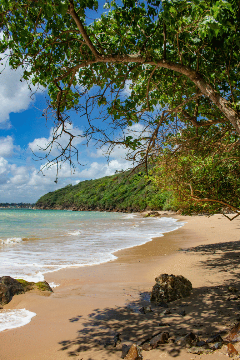 Palm-fringed coastline of Unawatuna Beach during a sunny day