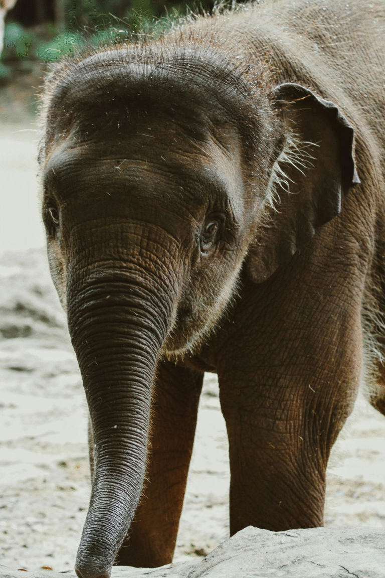 Protected young elephants at the Sri Lanka Elephant Transit Home