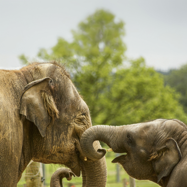 Nature and wildlife at its best in Udawalawe Sri Lanka