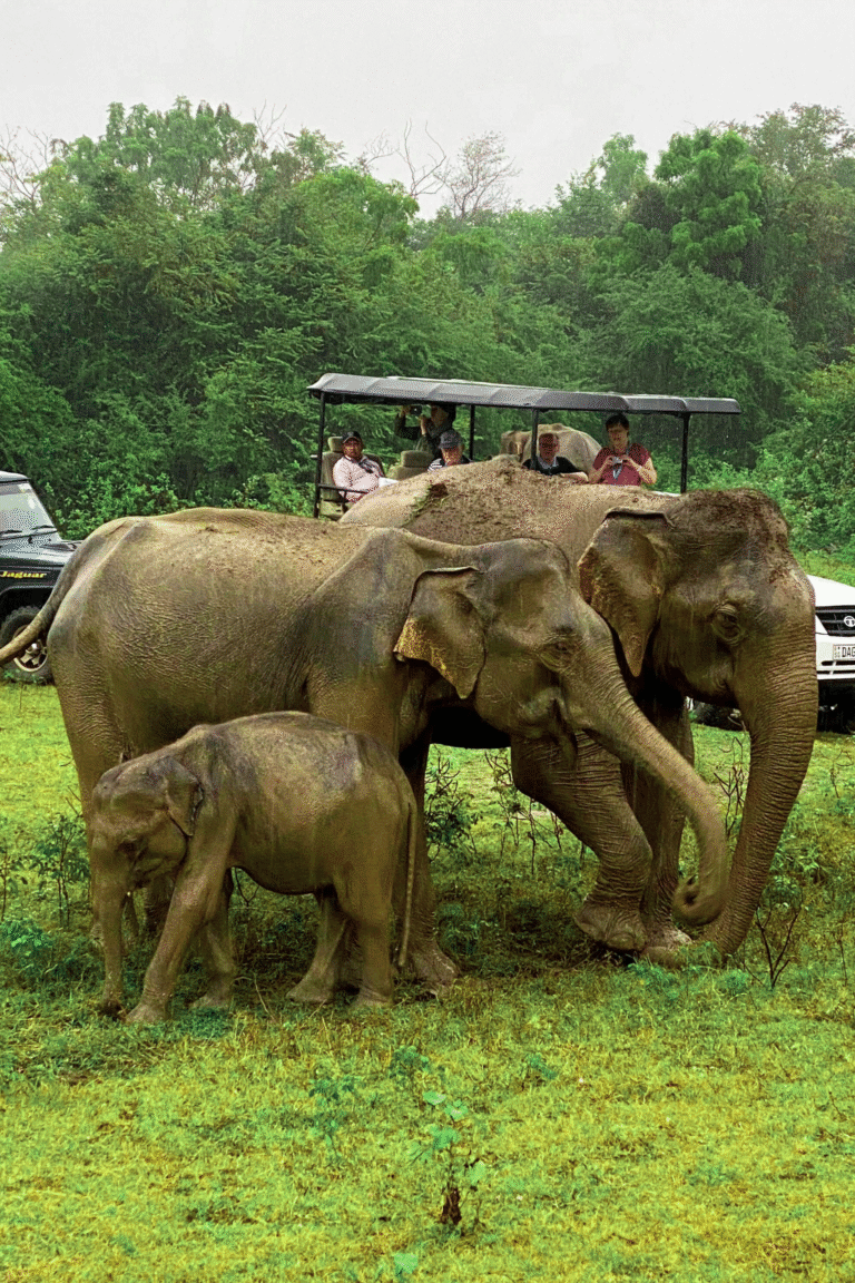 Family of elephants crossing a dirt road in Udawalawe