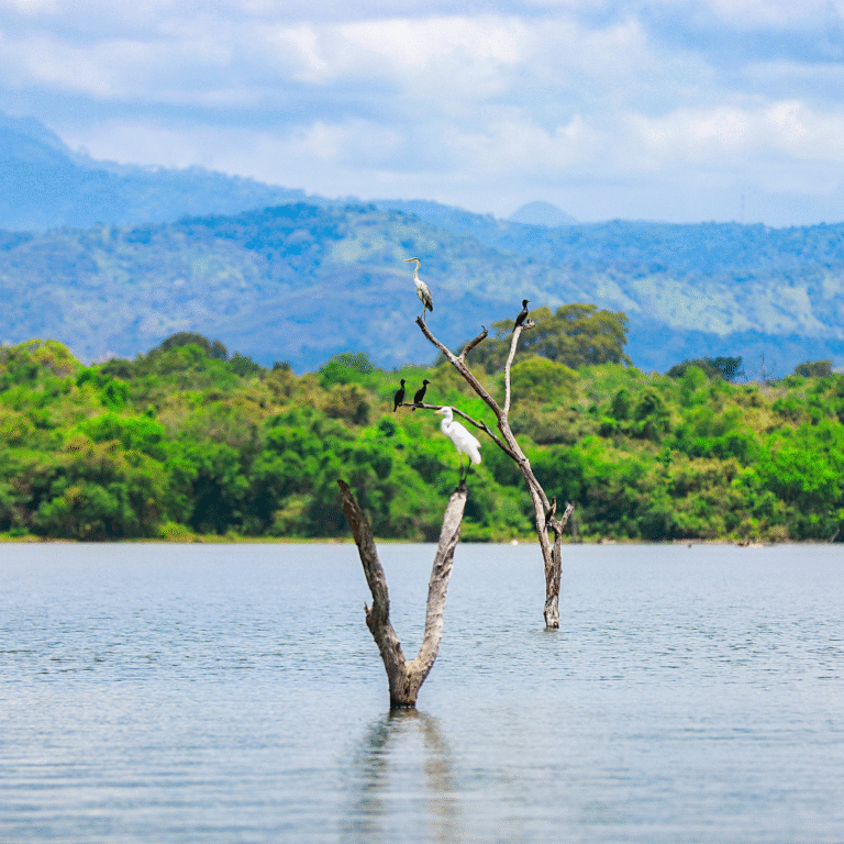 Udawalawe reservoir surrounded by natural beauty