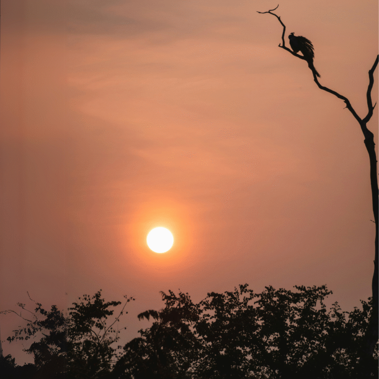 Birdwatching in Udawalawe National Park, Sri Lanka
