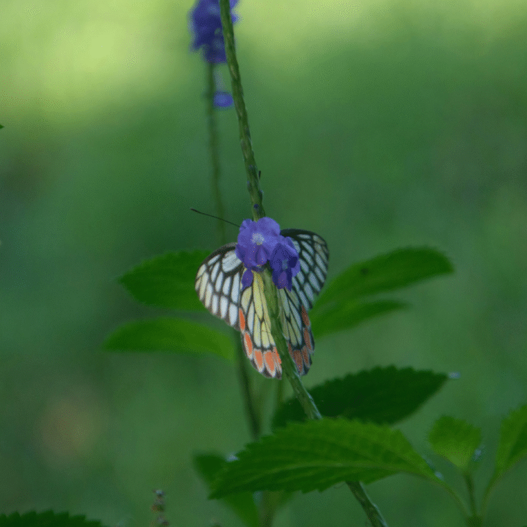 Morning mist over the wetlands at Beddagana Park in Sri Lanka