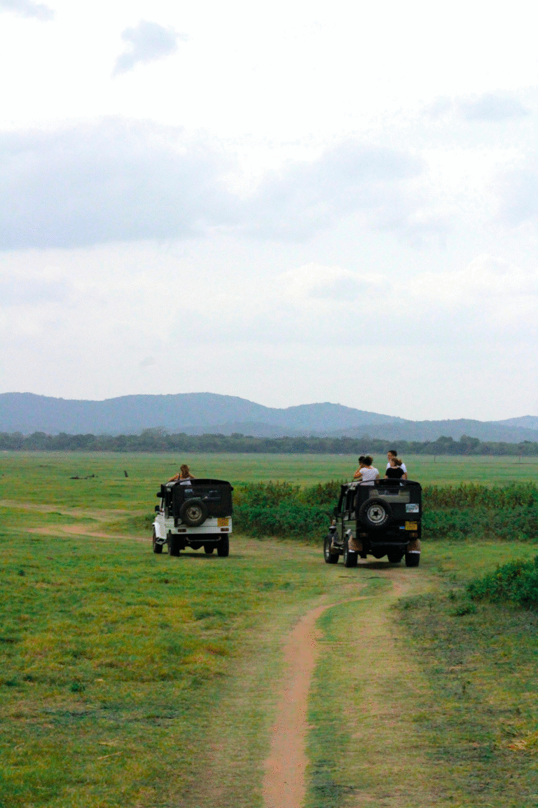 Safari jeep tour in Minneriya National Park at sunset