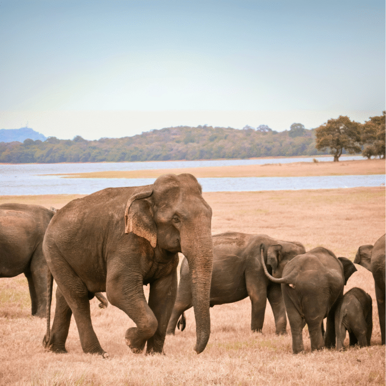 Rescued elephants enjoying freedom at Udawalawe care center