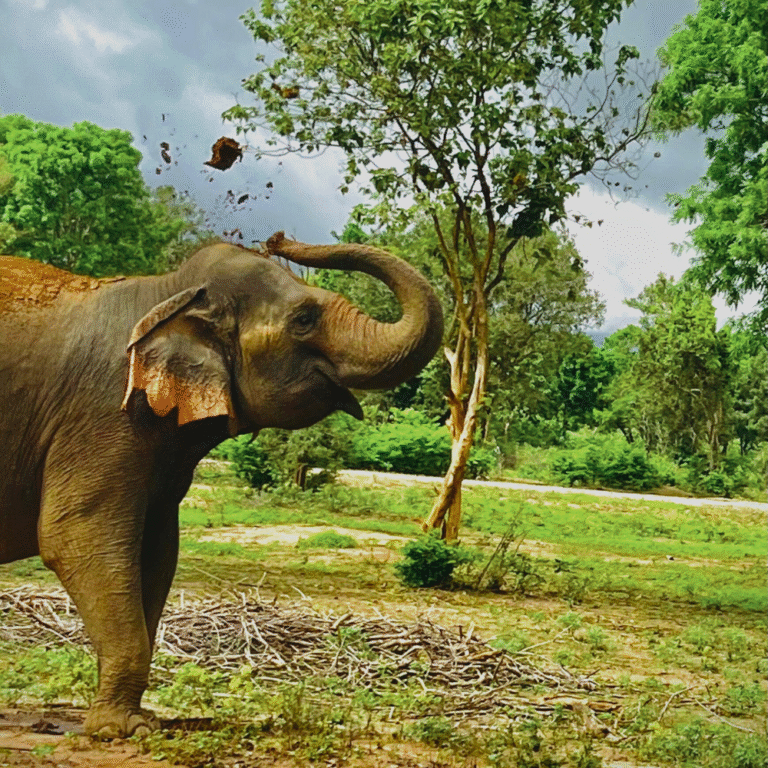 Open zoo animals interacting in Ridiyagama