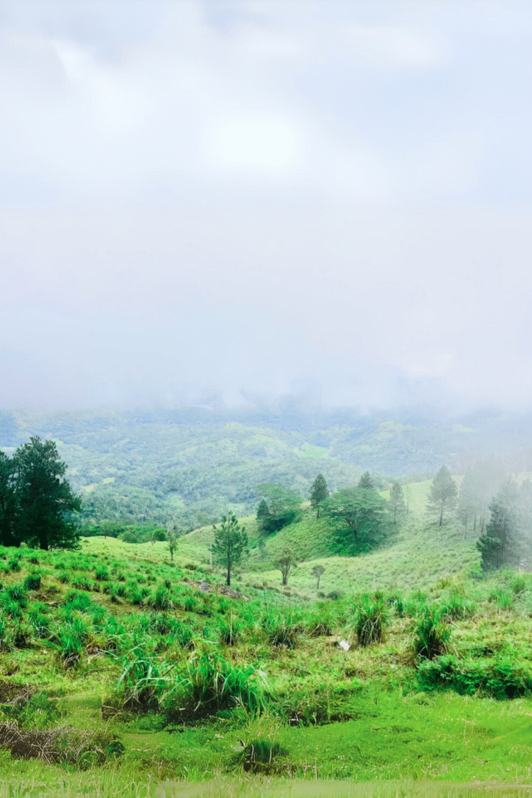 Breathtaking view of rolling hills and forests in Bellwood