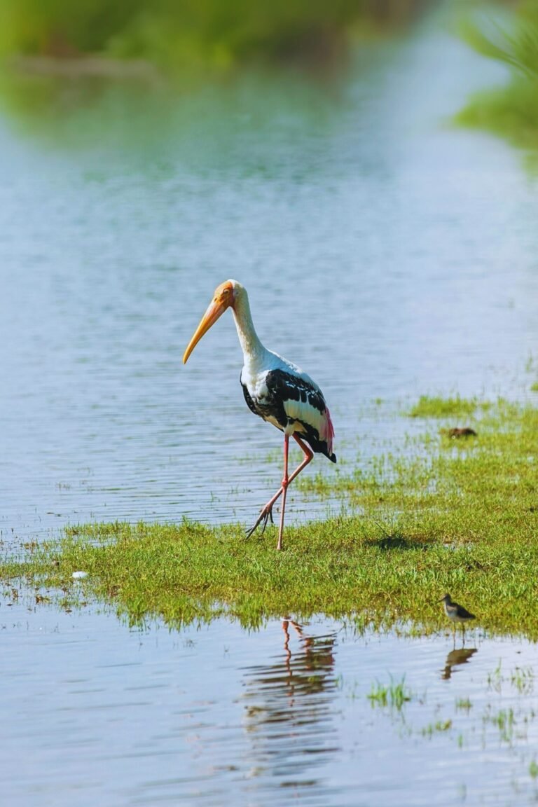 A Flamingo is feeding in Bundala lagoon during sunrise