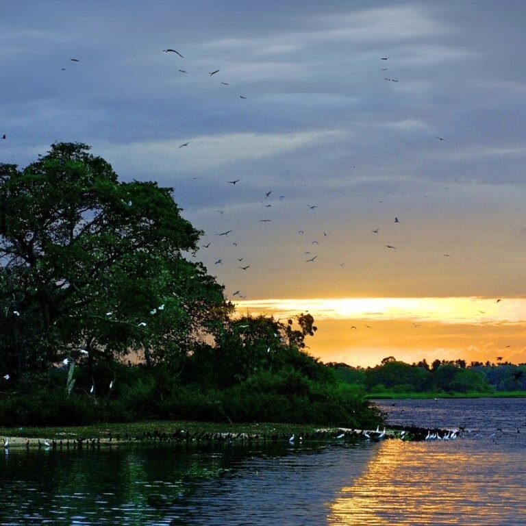 Diverse bird species in Bundala Bird Sanctuary Sri Lanka