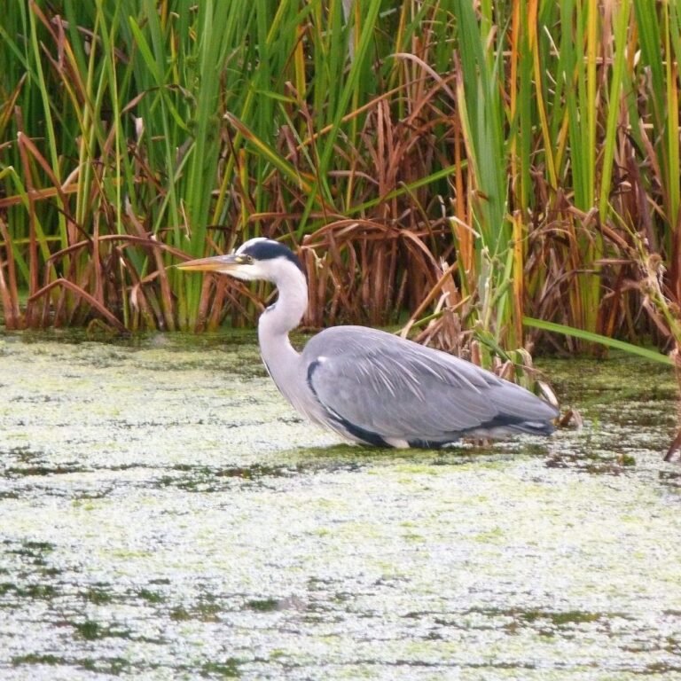 Birdwatching at Bundala National Park Sri Lanka wildlife reserve