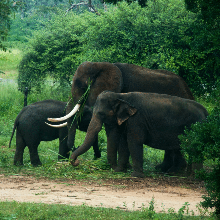 Elephants walking through Ridiyagama grasslands