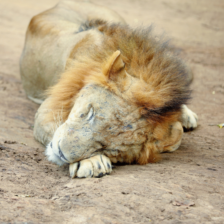 African lions resting inside Ridiyagama Safari Park
