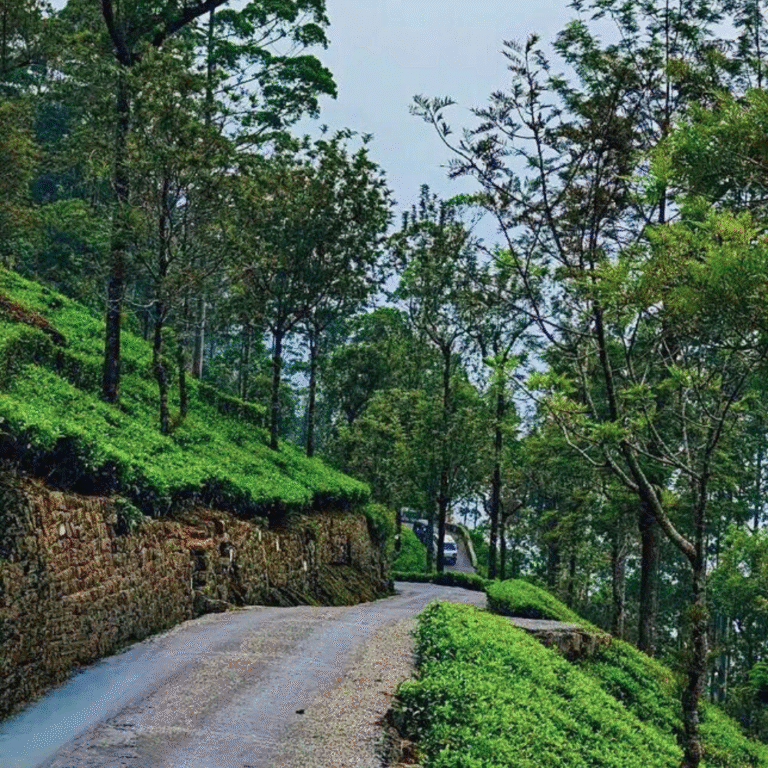 Scenic view from Lipton's Seat overlooking tea plantations