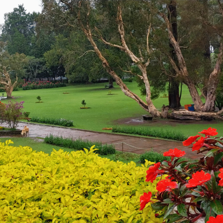 Colorful flowers and green pathways at Victoria Park Nuwara Eliya
