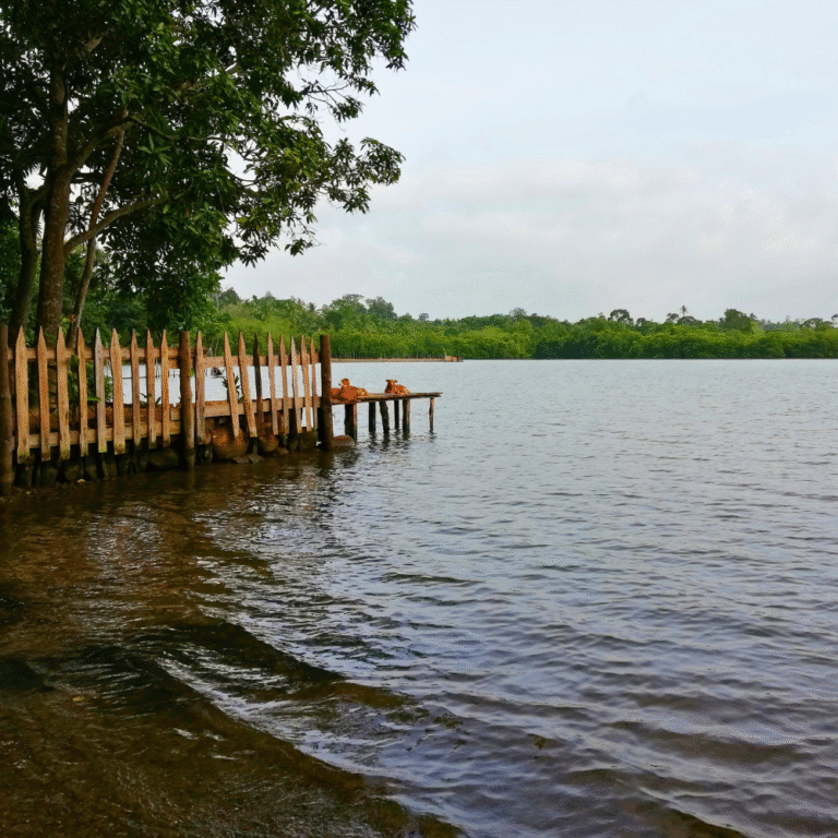 Madu Ganga river safari through mangrove tunnels