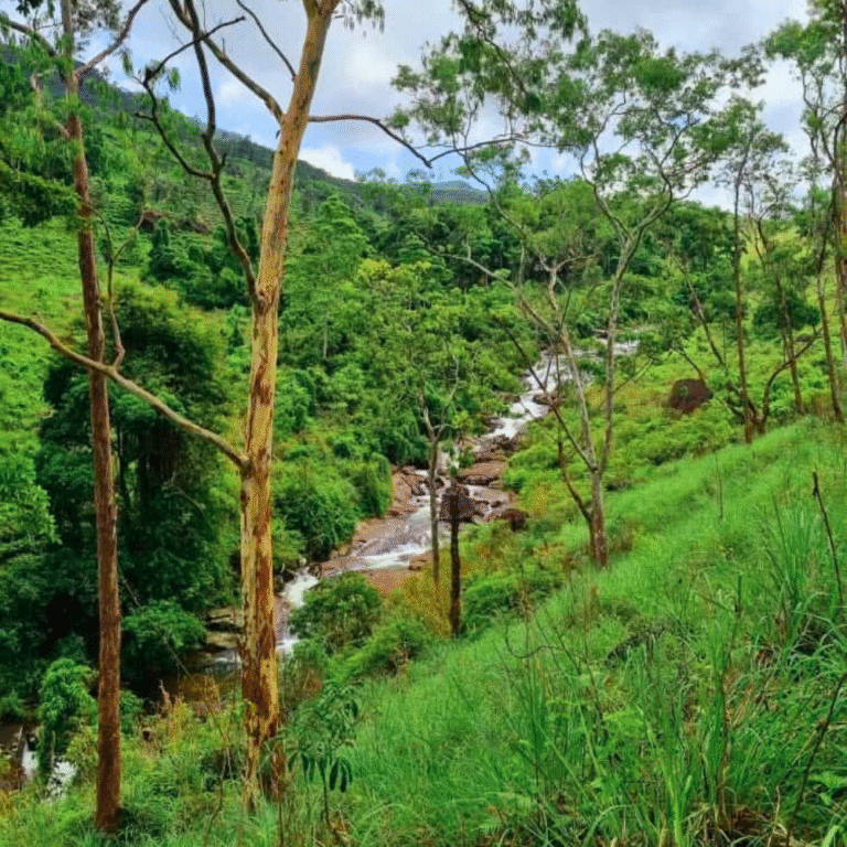 Scenic forest view surrounding Patna Sliding Rock