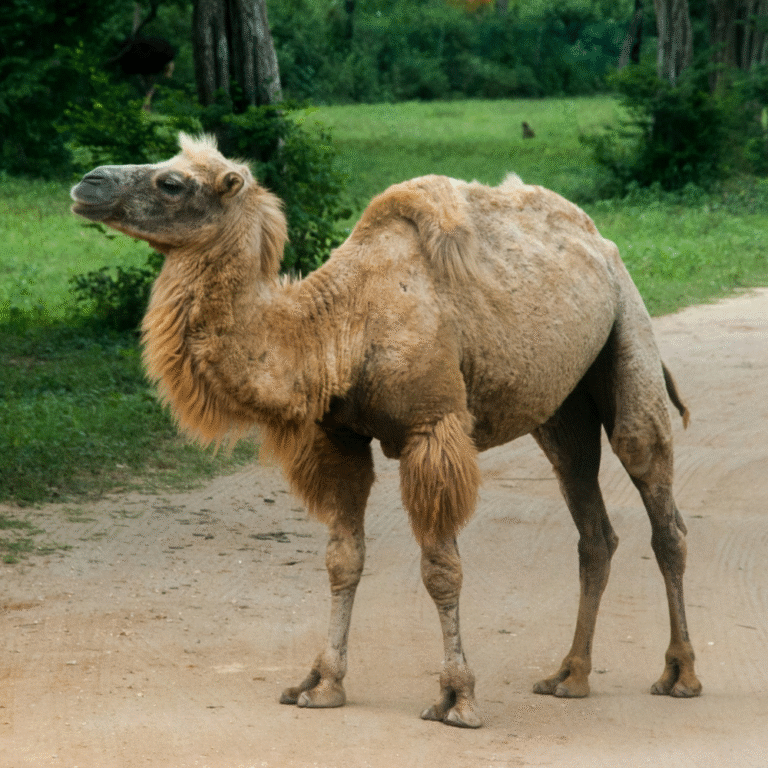 Wildlife experience at Ridiyagama Safari in Hambantota