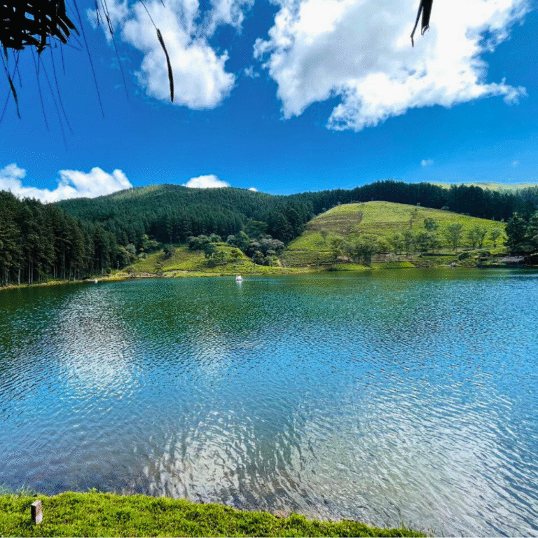 Scenic view of Sembuwatta Lake surrounded by pine trees